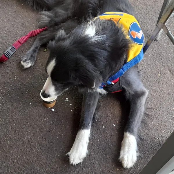 Porter, Brian's assistance dog, in his trainee vest